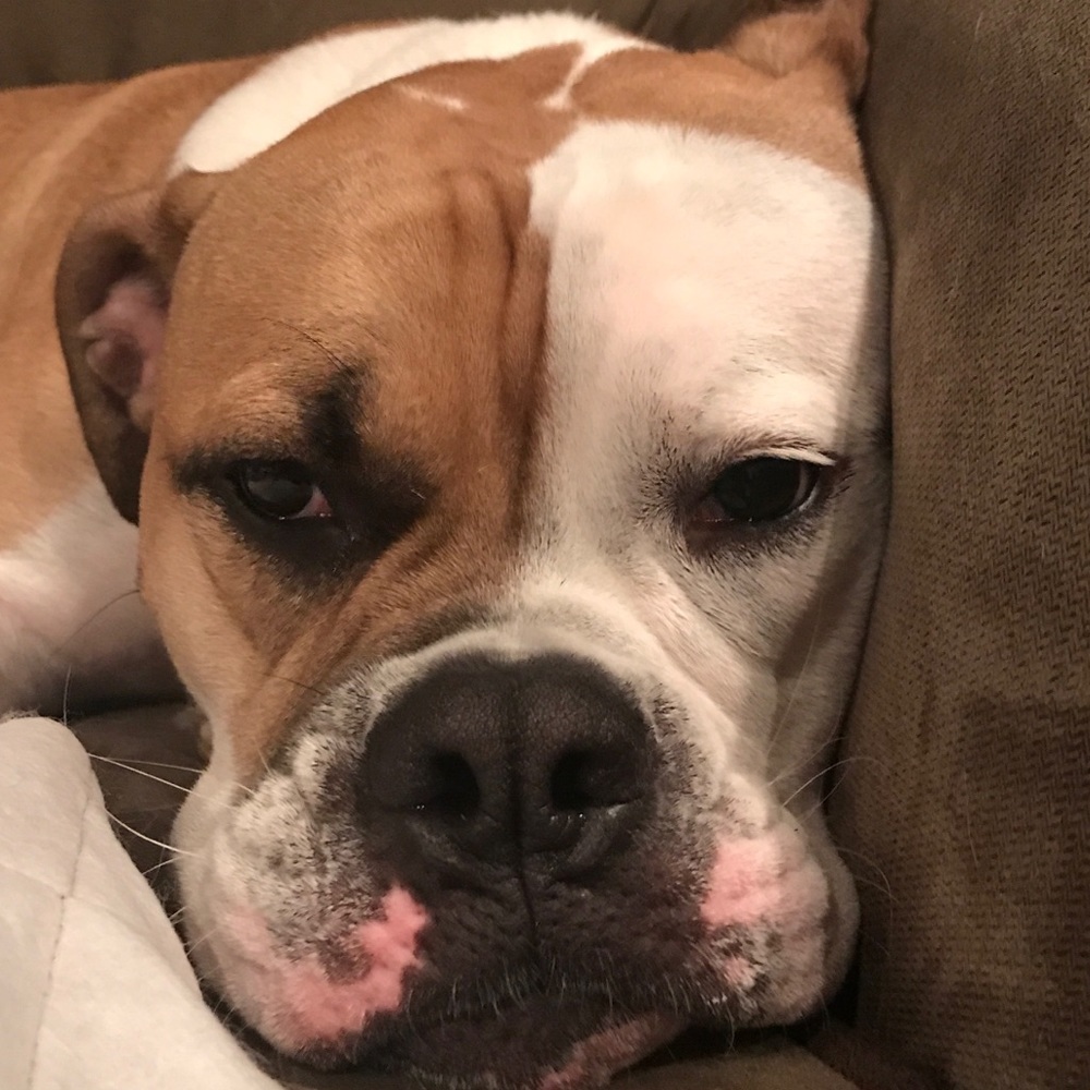 Meet your Posher, Reese